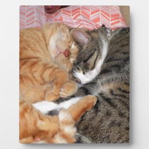 Nickerchen Buddies Fotoplatte
