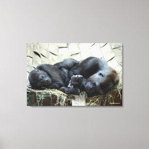 Nickerchen machende Tiefland-Gorillas Leinwanddruck