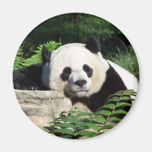 Nickerchen machender großer Panda Magnet