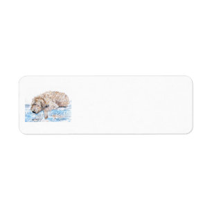 Nickerchen machendes Labradoodle