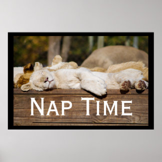 Nickerchen Time Lion Cubs Südafrika Poster