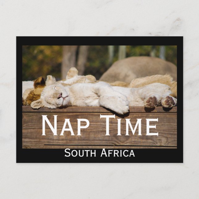 Nickerchen Time Lion Cubs Südafrika Postkarte (Vorderseite)