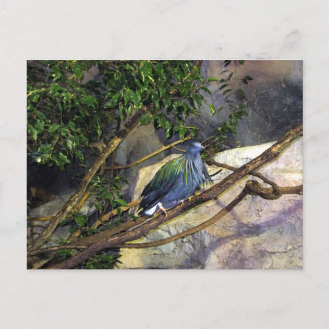 Nicobar Pigeon Postkarte (Vorderseite)