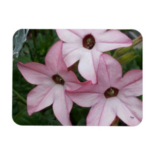 Nicotinia Star Blume Magnet