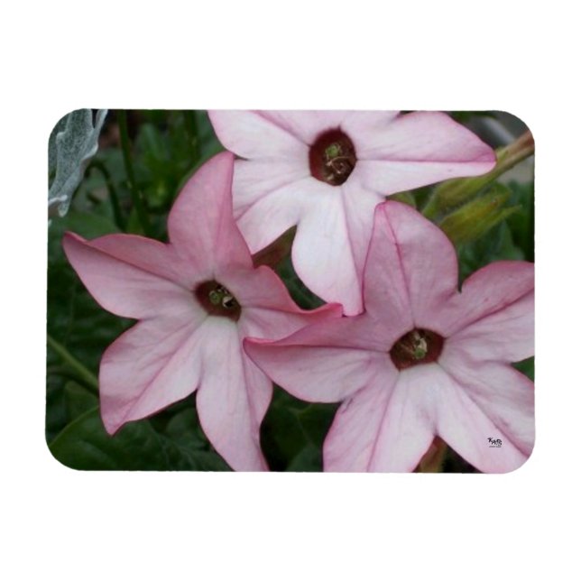 Nicotinia Star Blume Magnet (Horizontal)