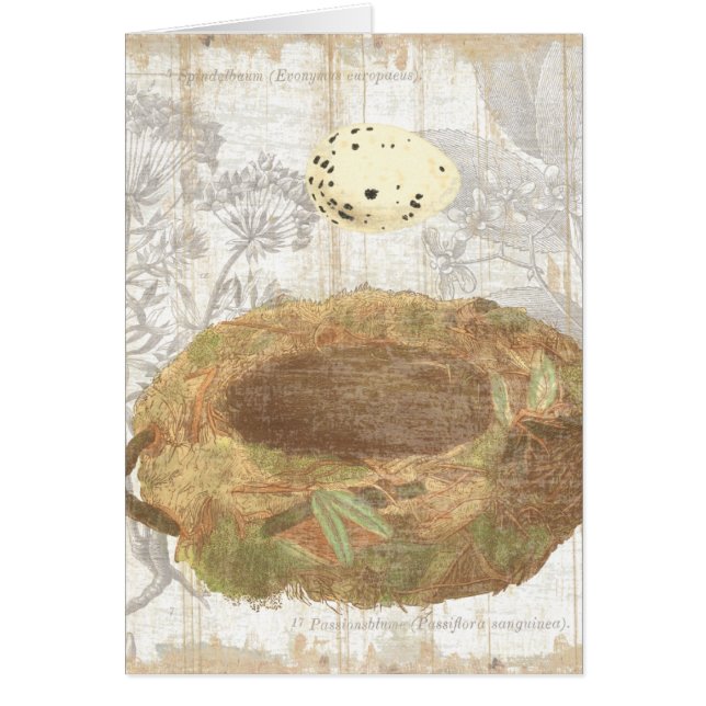 Nid avec l'oeuf tacheté (Devant)