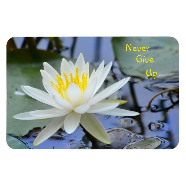Nie Wasserlilie aufgeben Magnet (Horizontal)