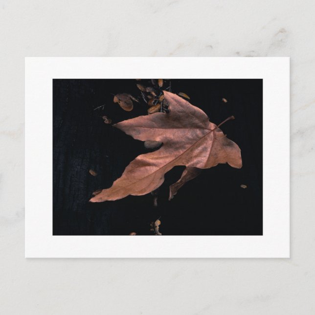 "Niedergeworfenes Platane-Blatt " Postkarte (Vorderseite)