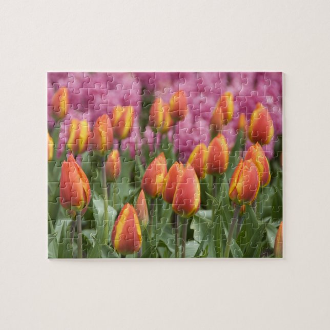 Niederlande (alias Holland), Lisse. Keukenhof (Horizontal)