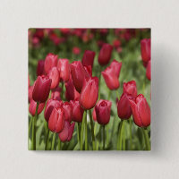 Niederlande (alias Holland), Lisse. Keukenhof 4