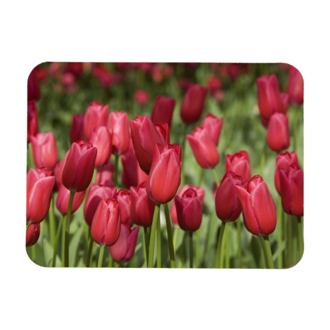 Niederlande (alias Holland), Lisse. Keukenhof 4 Magnet (Horizontal)