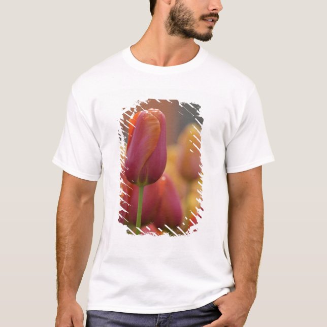 Niederlande alias Holland), Lisse. Keukenhof 6 T-Shirt (Vorderseite)