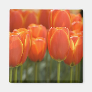 Niederlande alias Holland), Lisse. Keukenhof 7 Magnet