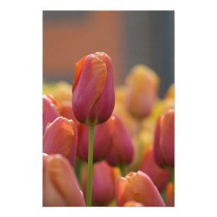 Niederlande alias Holland), Lisse. Keukenhof Fotodruck