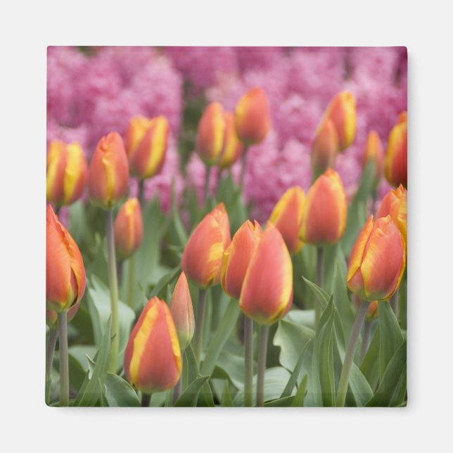 Niederlande (alias Holland), Lisse. Keukenhof Magnet (Vorne)