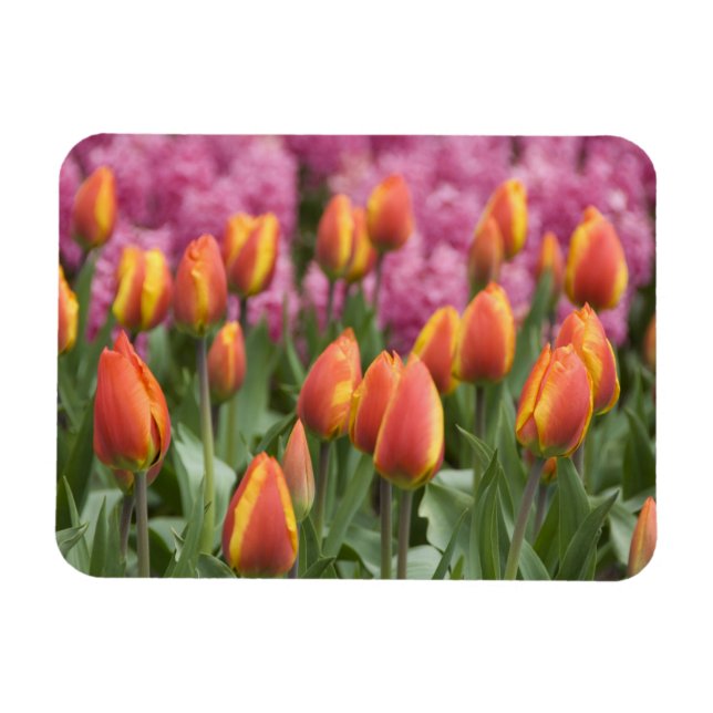 Niederlande (alias Holland), Lisse. Keukenhof Magnet (Horizontal)