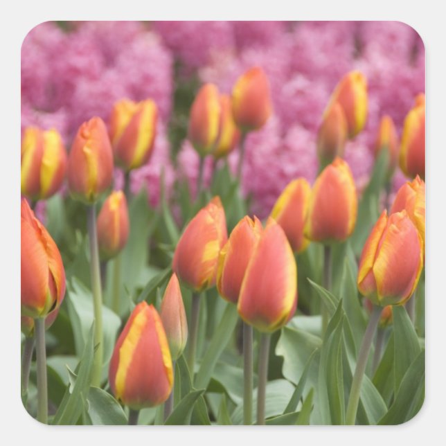 Niederlande (alias Holland), Lisse. Keukenhof Quadratischer Aufkleber (Vorderseite)