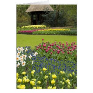 Niederlande, auch bekannt als Holland), Lisse. Keu