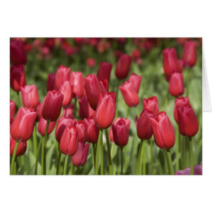 Niederlande (auch bekannt als Holland), Lisse. Keu