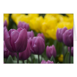 Niederlande, auch bekannt als Holland), Lisse. Keu