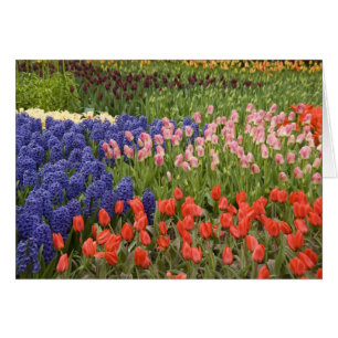 Niederlande, auch bekannt als Holland), Lisse. Keu