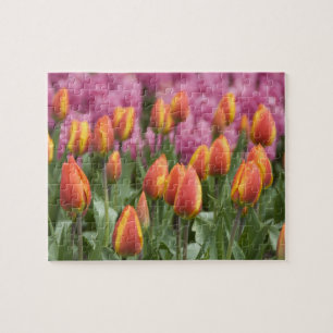 Niederlande (auch bekannt als Holland), Lisse. Keu