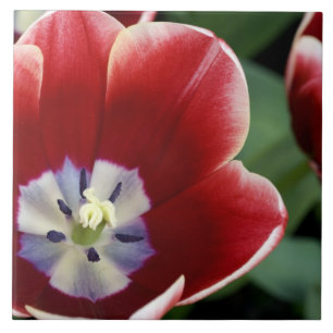 Niederlande (auch bekannt als Holland), Lisse. Keu Fliese