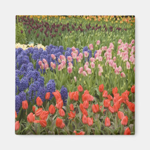 Niederlande, auch bekannt als Holland), Lisse. Keu Magnet