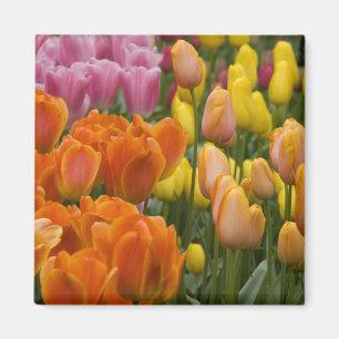 Niederlande (auch bekannt als Holland), Lisse. Keu Magnet