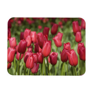 Niederlande (auch bekannt als Holland), Lisse. Keu Magnet