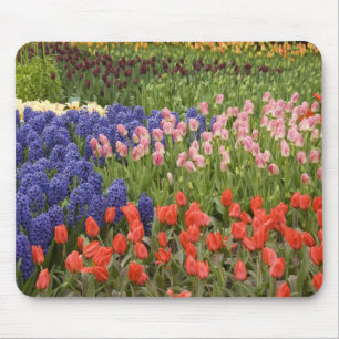 Niederlande (auch bekannt als Holland), Lisse. Keu Mousepad