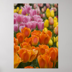 Niederlande (auch bekannt als Holland), Lisse. Keu Poster