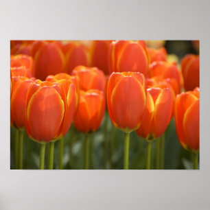 Niederlande (auch bekannt als Holland), Lisse. Keu Poster