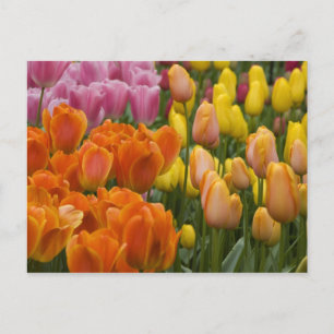 Niederlande, auch bekannt als Holland), Lisse. Keu Postkarte
