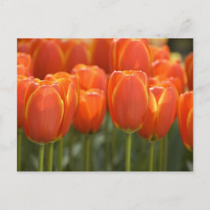 Niederlande, auch bekannt als Holland), Lisse. Keu Postkarte