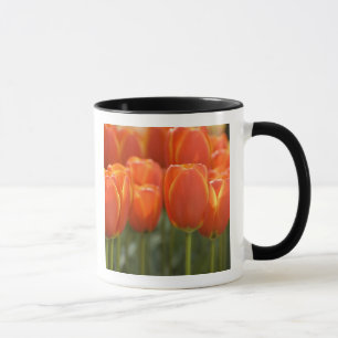 Niederlande, auch bekannt als Holland), Lisse. Keu Tasse