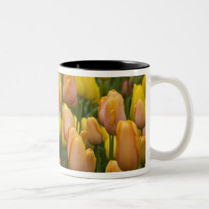 Niederlande (auch bekannt als Holland), Lisse. Keu Zweifarbige Tasse