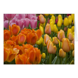 Niederlande (auch Holland genannt), Lisse. Keukenh
