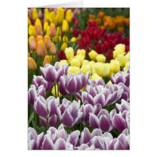 Niederlande (auch Holland genannt), Lisse. Keukenh