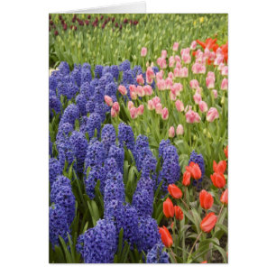 Niederlande (auch Holland genannt), Lisse. Keukenh
