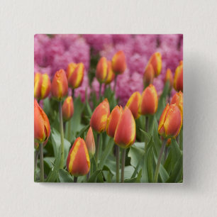Niederlande (auch Holland genannt), Lisse. Keukenh Button