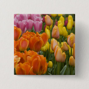 Niederlande (auch Holland genannt), Lisse. Keukenh Button