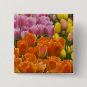Niederlande (auch Holland genannt), Lisse. Keukenh Button