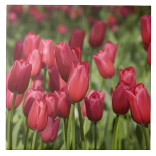Niederlande (auch Holland genannt), Lisse. Keukenh Fliese