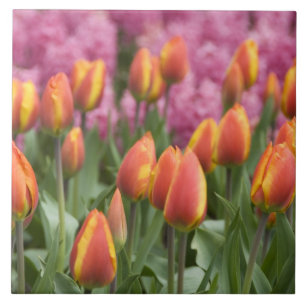 Niederlande (auch Holland genannt), Lisse. Keukenh Fliese