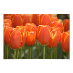 Niederlande (auch Holland genannt), Lisse. Keukenh Fotodruck