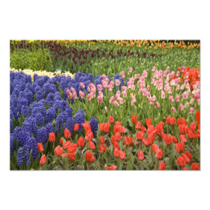 Niederlande (auch Holland genannt), Lisse. Keukenh Fotodruck