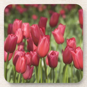 Niederlande (auch Holland genannt), Lisse. Keukenh Getränkeuntersetzer