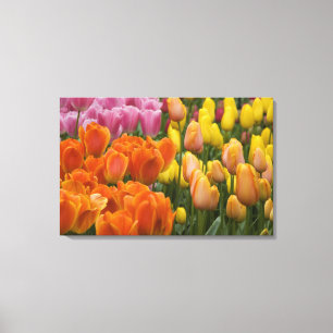 Niederlande (auch Holland genannt), Lisse. Keukenh Leinwanddruck