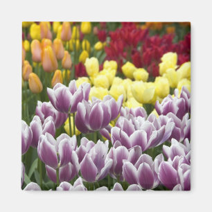 Niederlande (auch Holland genannt), Lisse. Keukenh Magnet